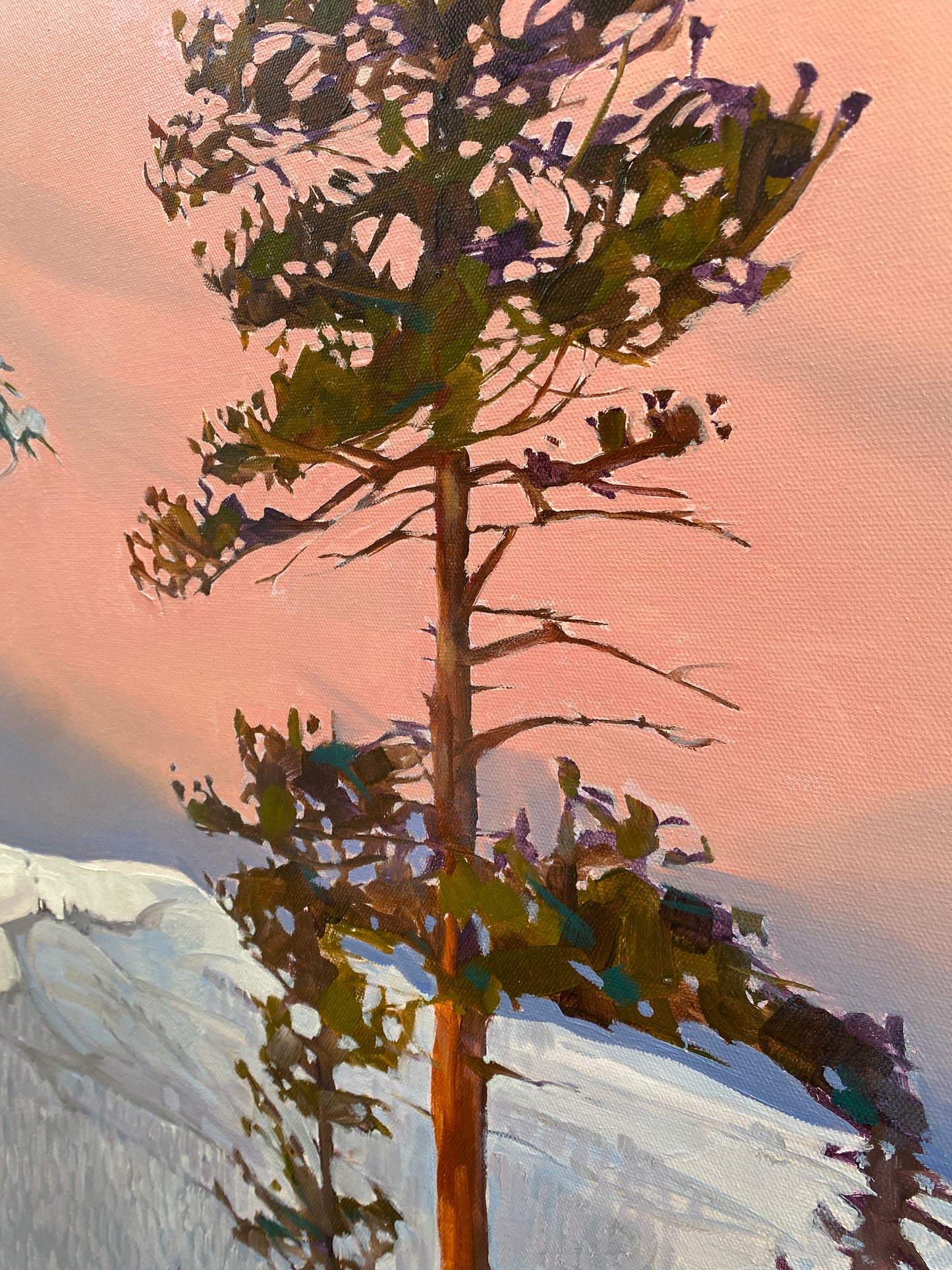 Sequoia Glow